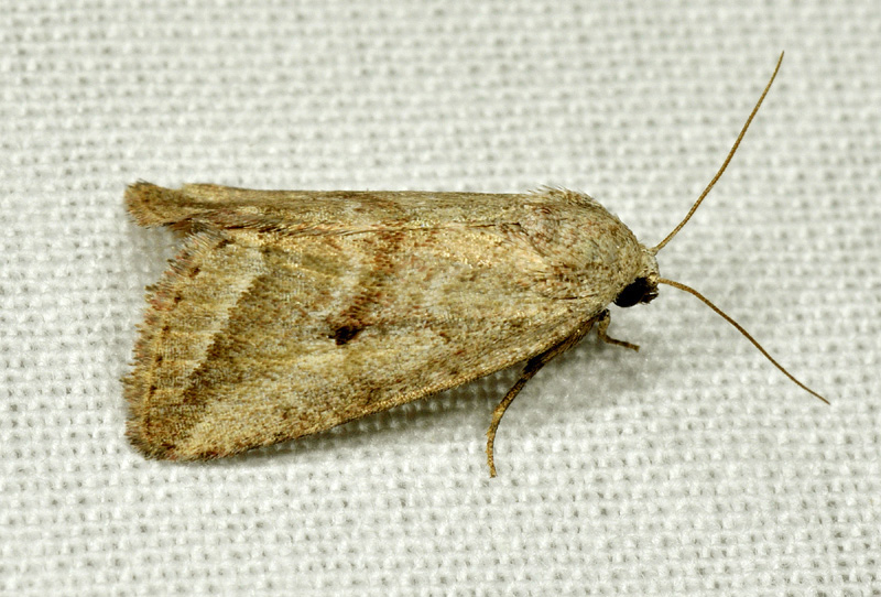 Phyllophila obliterata - Noctuidae